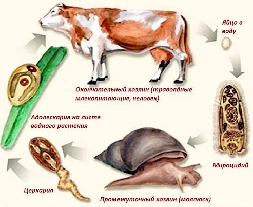 Доклад по теме Фасциолезы