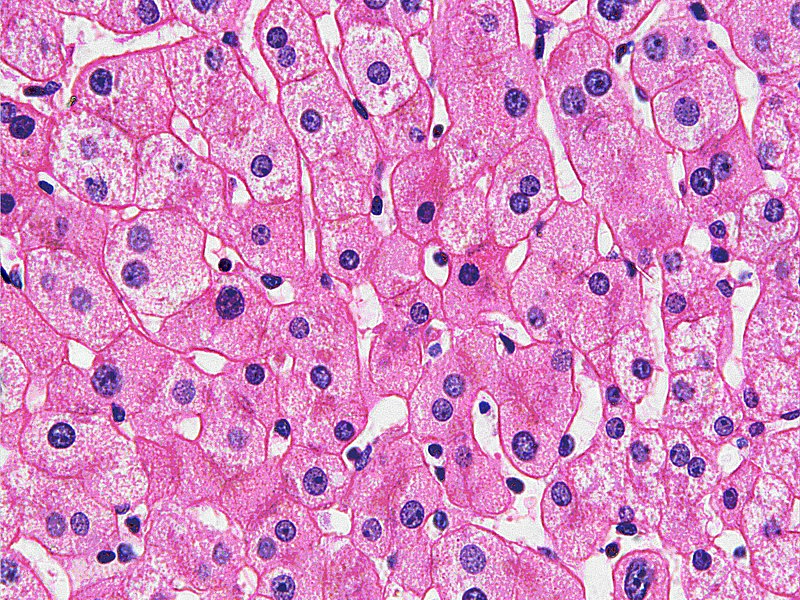 Митохондрии в клетках печени. Гепатоциты печени гистология. Клетки печени гепатоциты. Клетка печени гепатоцит. Клетки печени гистология.