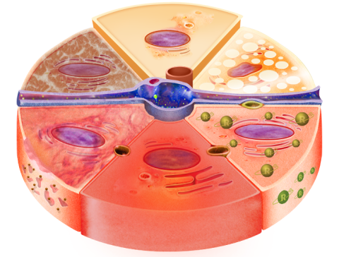 Картинка клетки гепатоцита